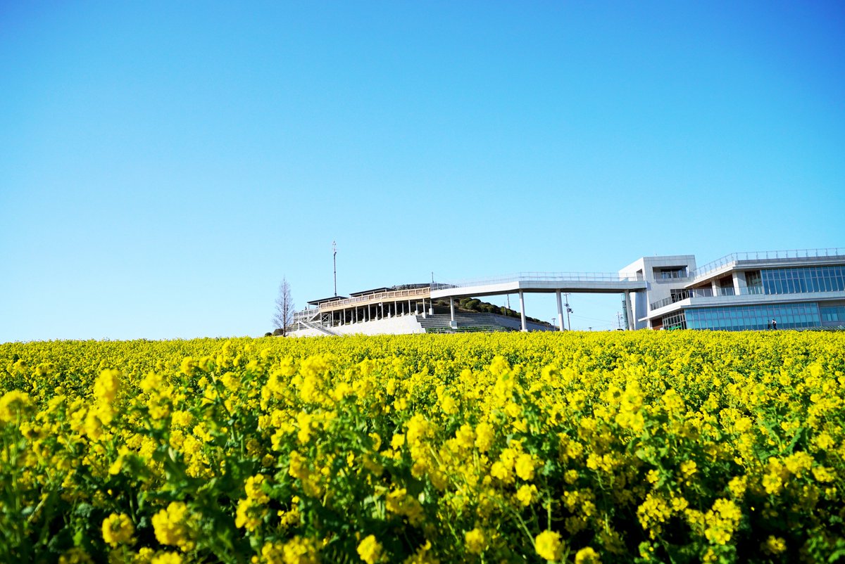 原克洋 相互followback100 1 0 0 明石海峡大橋を渡って淡路島に入る 高速道路淡路 Icを降りてしばらく進むと あわじ花さじき に到着 菜の花が一面に広がっていて そこは春のたたずまい 菜の花の海に浮かんでいるカメラマンの姿があちらこちらに