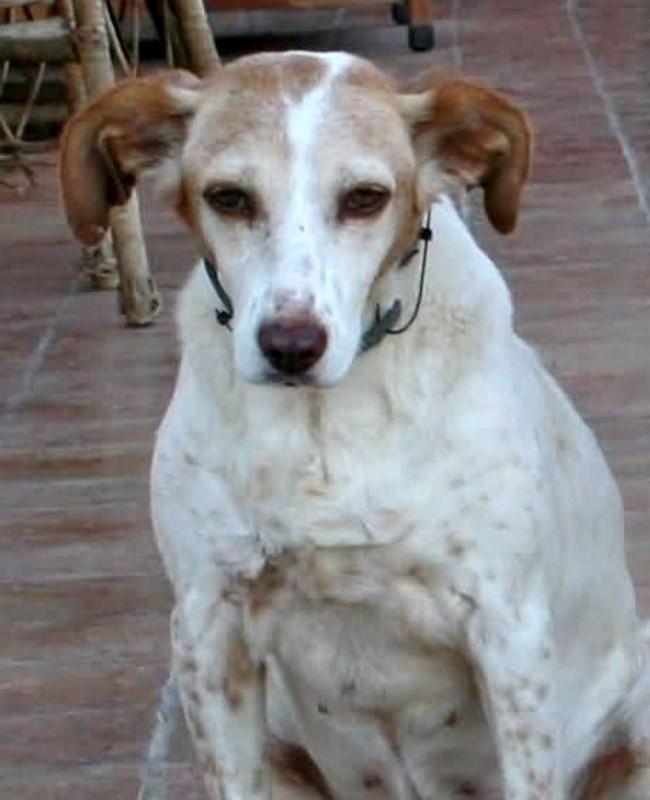 FreundeTiere's tweet photo. Panchita - wundervolle Seniorin
https://t.co/CV9Aff6FBf
#hund #tierschutz #spanien #hunde https://t.co/T8nJ3lcOV9