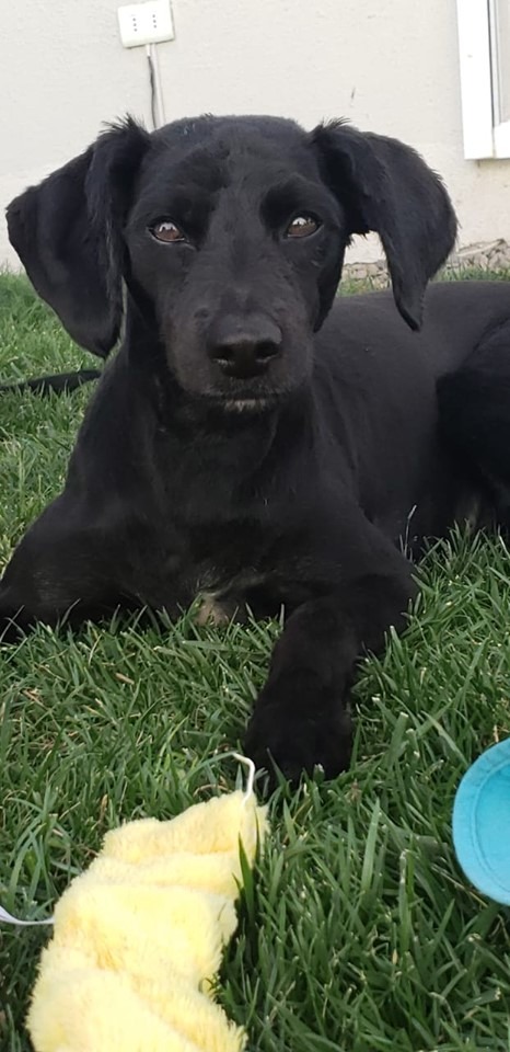 SOS_Animales's tweet photo. #PERDIDO Ayer se perdió esta perrita, se llama NEGRA en #VITACURA, sector Tabancura, tamaño mediano color negro collar ROSADO. Cualquier dato por favor avisar urgente al +569 95189 821. Si la encuentran por favor retener, es muy amigable @AnimalParaiso @carolinapinoc https://t.co/hActVZnH6d