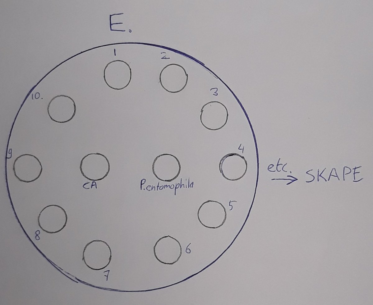 AlbaceteSwi's tweet photo. El objetivo final de esto es realizar el test con las ESKAPE-like utilizando discos de agar recortados en esas intersecciones y ponerlos en una placa frente cada una de las bacterias ESKAPE-like https://t.co/h79ncUhyM7