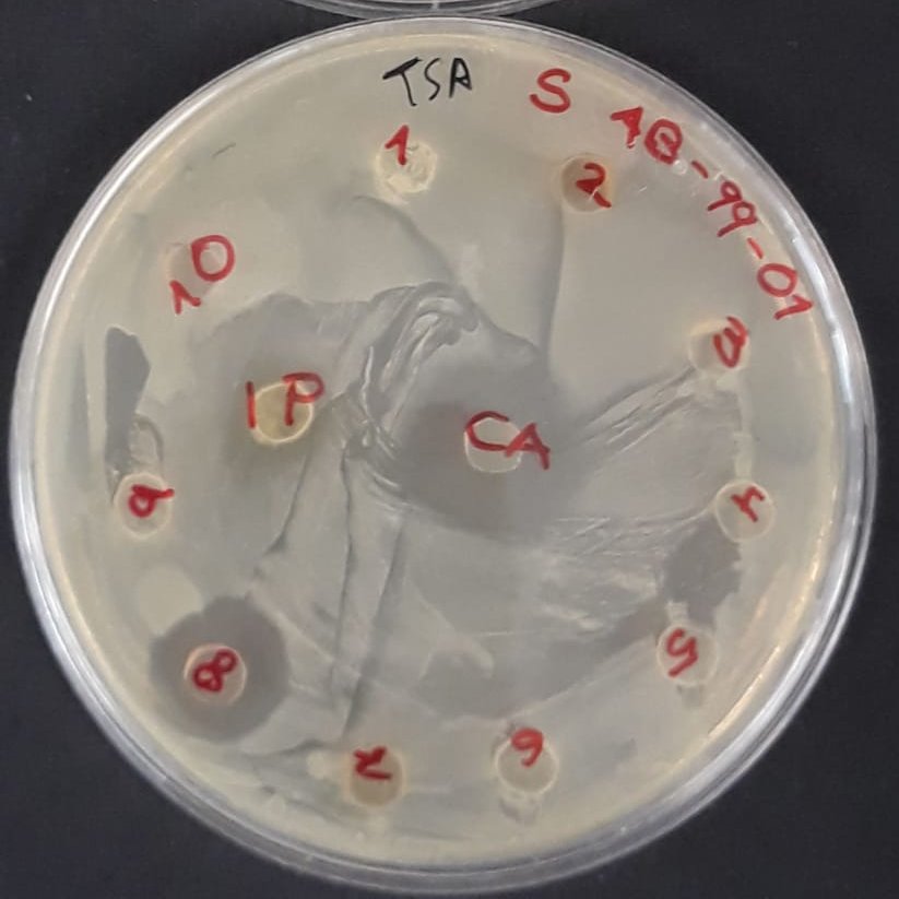 AlbaceteSwi's tweet photo. El objetivo final de esto es realizar el test con las ESKAPE-like utilizando discos de agar recortados en esas intersecciones y ponerlos en una placa frente cada una de las bacterias ESKAPE-like https://t.co/h79ncUhyM7