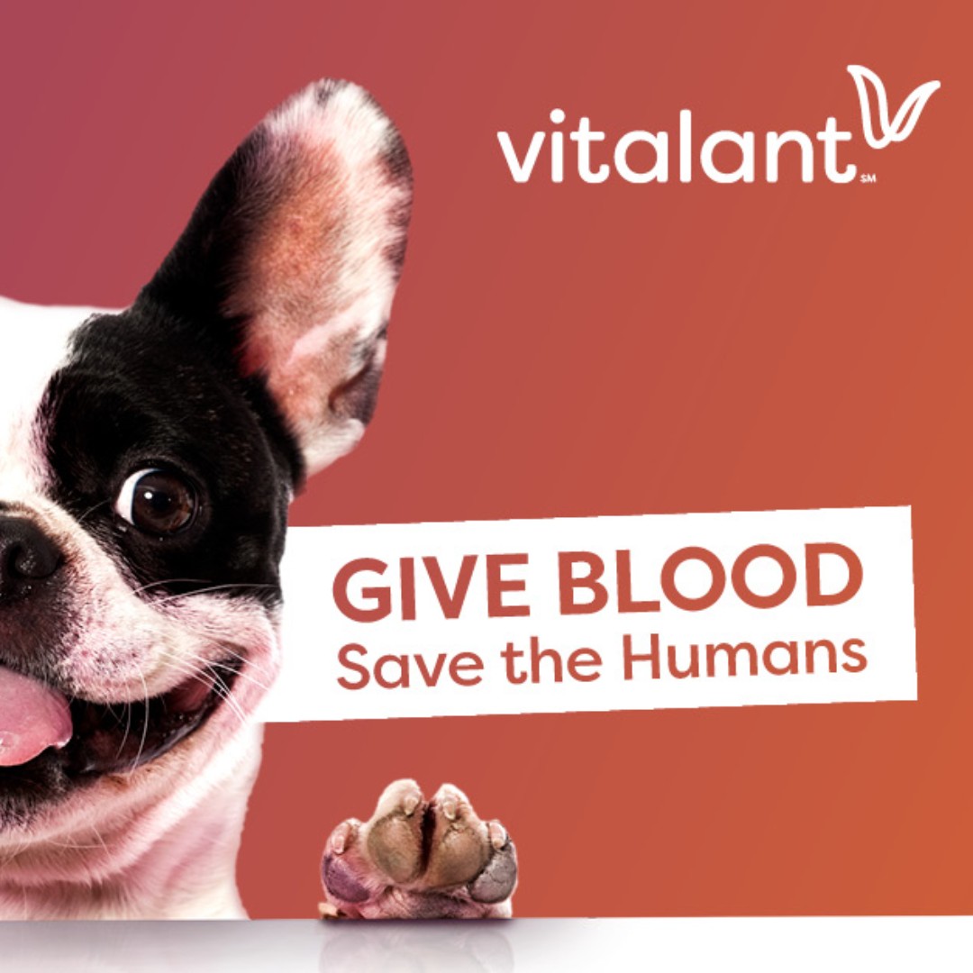 GetwellChurch's tweet photo. Did you know that every 2 seconds, someone needs blood? You can give the gift of life by donating blood on March 22!
8:30AM-12PM at Getwell
For an appointment, visit https://t.co/oH01L89ja8, click DONATE, then enter sponsor code "GETWELLCHURCH" https://t.co/ada5UAGJX0