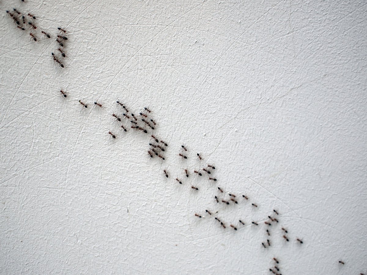 MaggiesFarm_IPM's tweet photo. Spring season is ant season. 🙃 Click the link for 7 steps on how to keep your space ant-free this spring. ✨ https://t.co/2BBOqjnJAR #maggiesfarm #simplyeffective #greenzone https://t.co/vPxgnogb9h