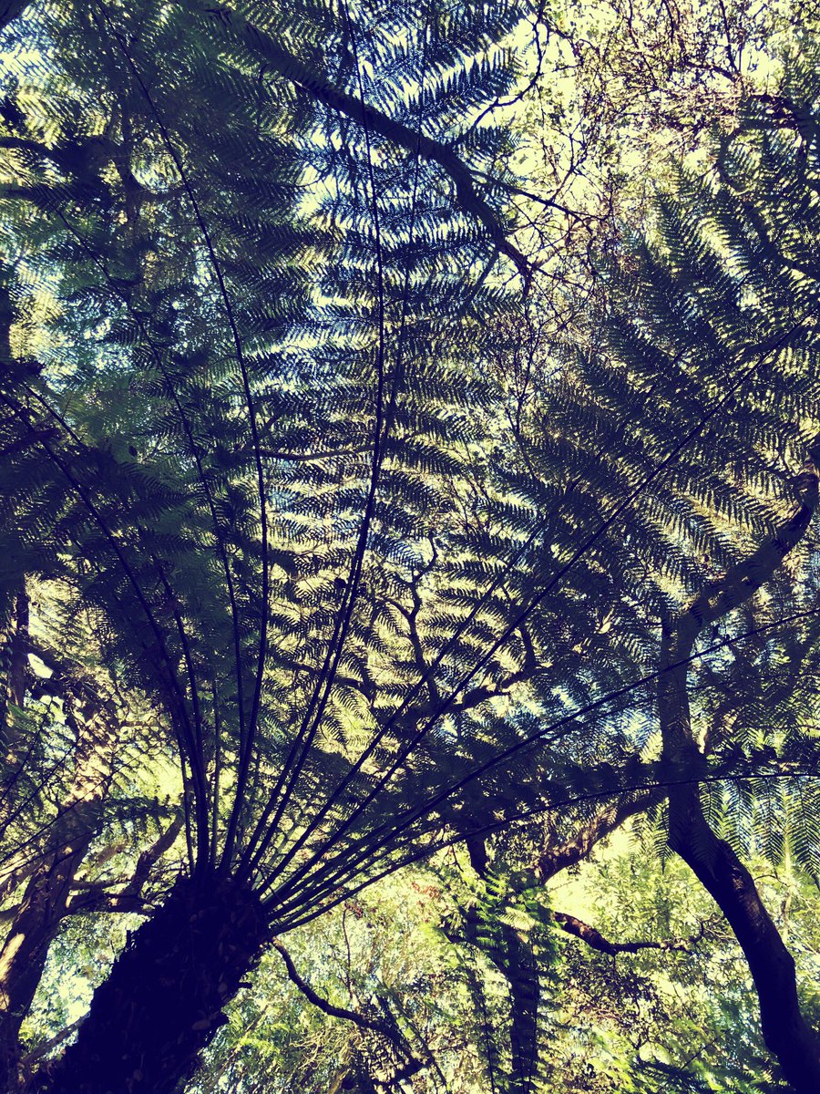 FlexBliss's tweet photo. Fern photography in San Francisco #NaturePhotography https://t.co/EuYNbM7Slj