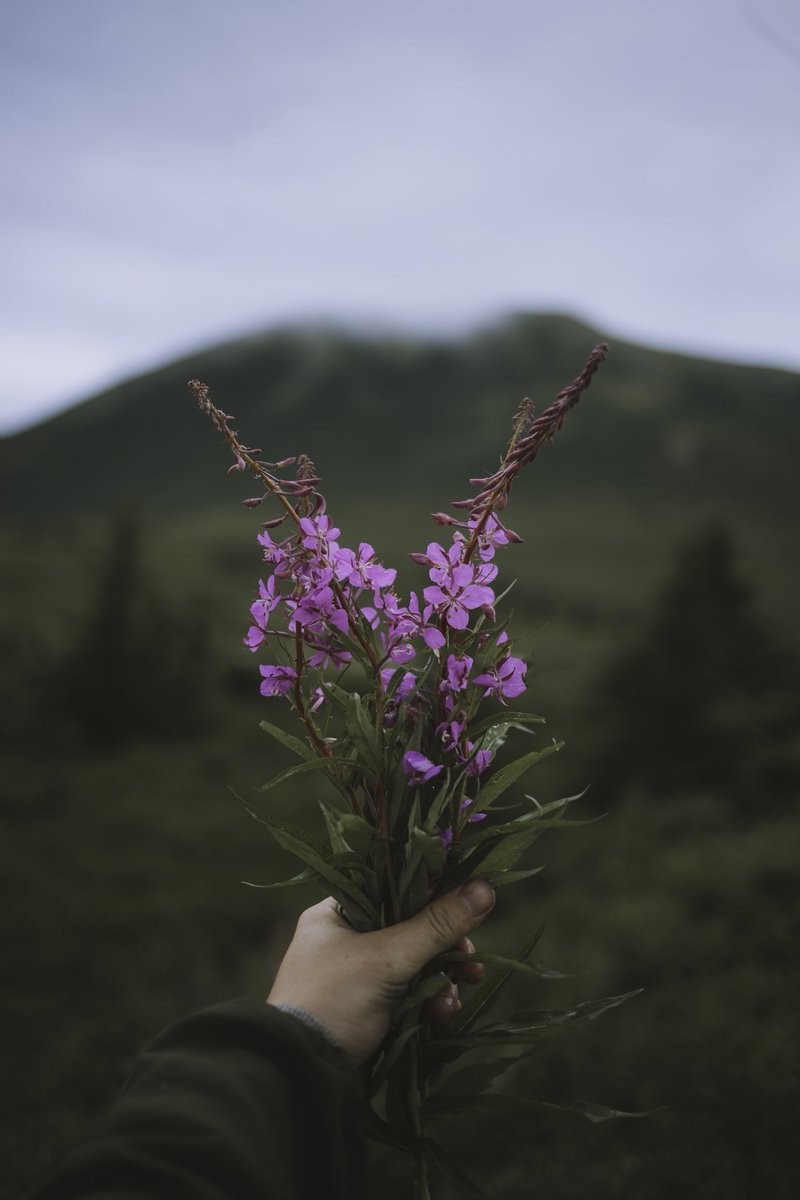 johncwingfield's tweet photo. alaska in bloom https://t.co/sB89SwLs8E