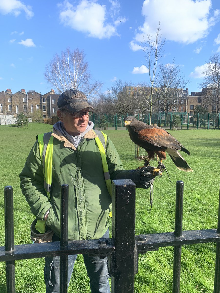 CompleteLtd's tweet photo. We had a very special visitor to the Complete offices today, Skye a beautiful female Harris Hawk. #birdsofprey #harrishawk https://t.co/1rvuUHUwJ6