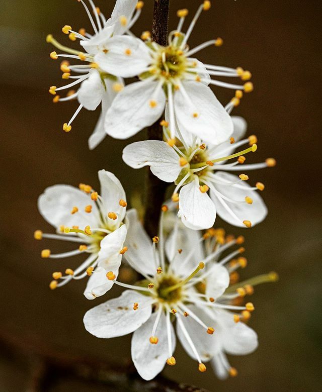 hopemarianne's tweet photo. Spring is in the air and I’m finding small treasures with my new macro lens. So much beauty to find... anyone ready for the weekend? https://t.co/aqJ2c1lqh4 https://t.co/4w0ZpotvbA
