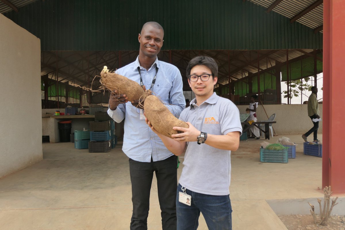 iitagoseedltd's tweet photo. Yam is in the class of #roots &amp; tubers that is a staple of the #Nigerian &amp; West African diet. To increase the yield in #Africa, IITA-BIP team did a trial with some varieties under good agronomic practices &amp; got 23 tons/ha.

Stay connected and watch out for the detailed article. https://t.co/F3SBZmRRtg