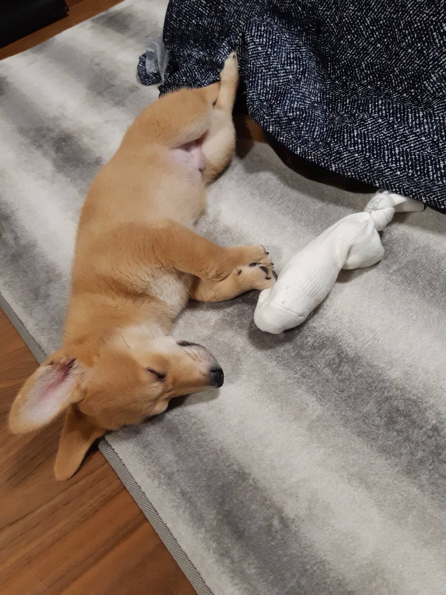 HLanish's tweet photo. こたつ好きのうるの寝相が酷過ぎて最近の癒しです！

　#柴っクス犬 #後ろ足みだらでも好きだよ https://t.co/k5OJ538QhT