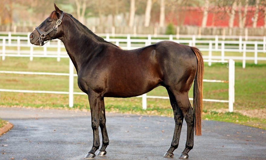 ozbelgestud's tweet photo. “PERFECT STORM”
8 tane koştuğu yarıştan 5 birincilik, 2 ikincilik ve 1 dördüncülük elde eden 271 koşan 147 kazanan 32 tane black type safkan babası aygırımız Mahmudiye Aşım İstasyonunda 7.500 ₺ Canlı tay garantisi ile siz değerli yetiştiricilerimizin hizmetinizdeyiz. https://t.co/hTSsDwtEYu