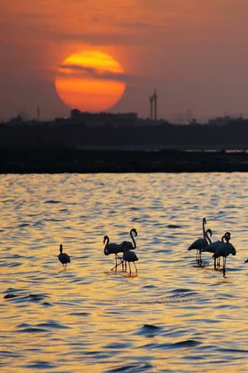 Ambreen86026045's tweet photo. Sunset... https://t.co/FCn82iuvuD