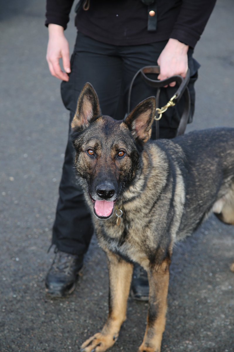 amydeemo's tweet photo. Between night shifts but one of our ARV sgts sent a couple of lovely photos of Duke heโd took. Going to enjoy the last year working him & itโs great to have a photo of his โwork faceโ as all I see is a wagging tail from my end of the lead! ๐ถ๐#PDDuke #FSD #CrewMate #GiftDogToPD https://t.co/MZGbtdzhB4