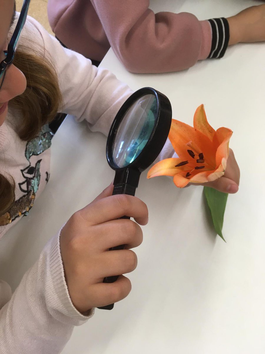 EscolaMadorell's tweet image. Observant les parts d’una flor #reproducciodelesplantes #somMadorell #4rt