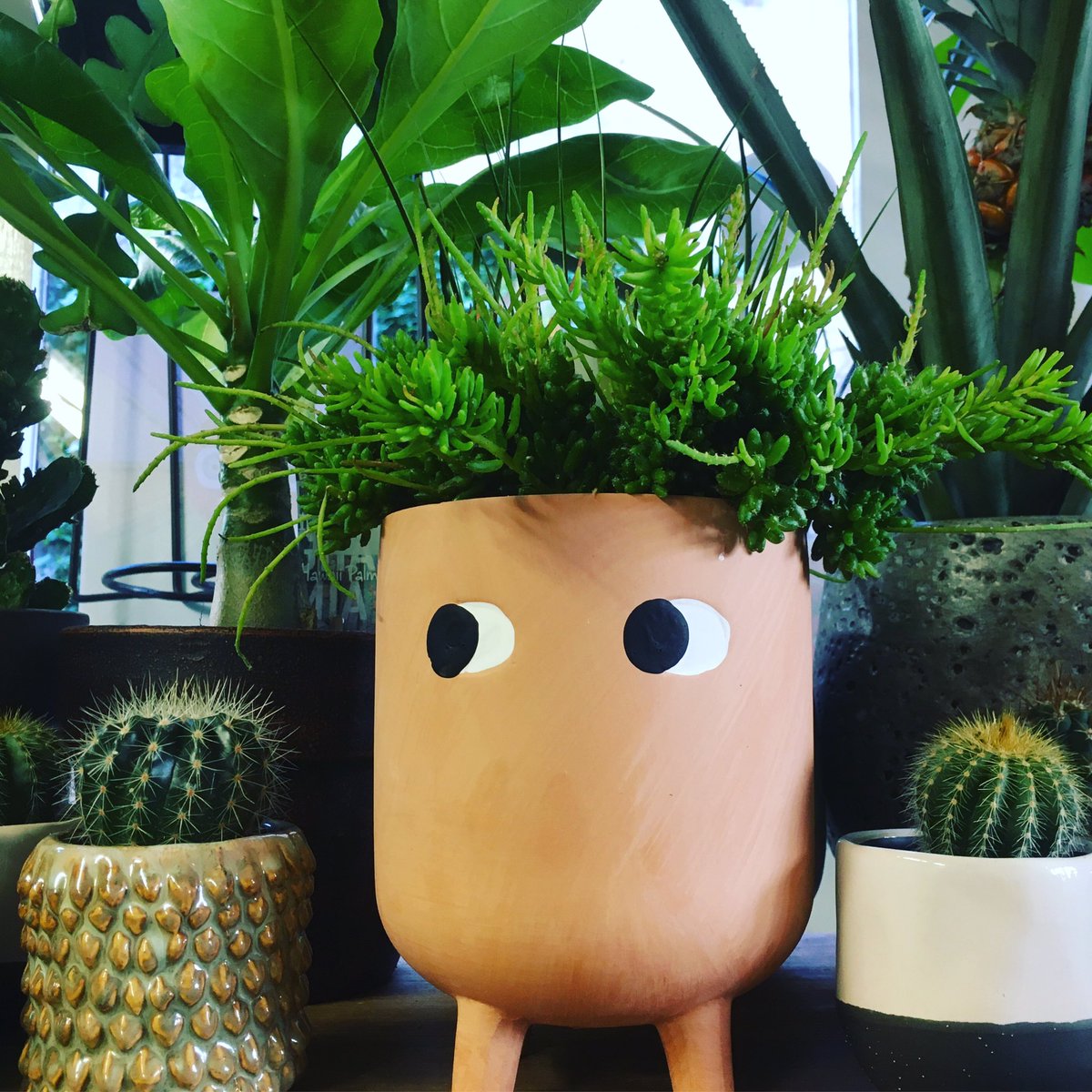botanicyork's tweet photo. Hello weekend! We can see you! ๐๐๐ฑ
#BotanicYork #YorksUrbanJungle #FacePots #FridayFeeling https://t.co/JoOa0Zee3z