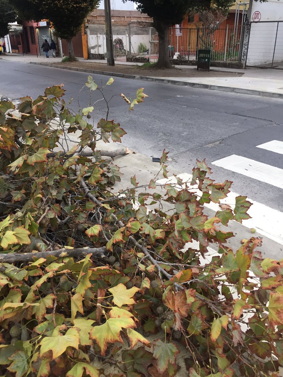 FMonroyMusic's tweet photo. Buen día !! Estaba conduciendo con dirección a a un evento y casi me cae esta rama de árbol encima de mi vehículo🤨 imagínense le cae a un ciclista @MiRadiols https://t.co/rmSDhmvSQc