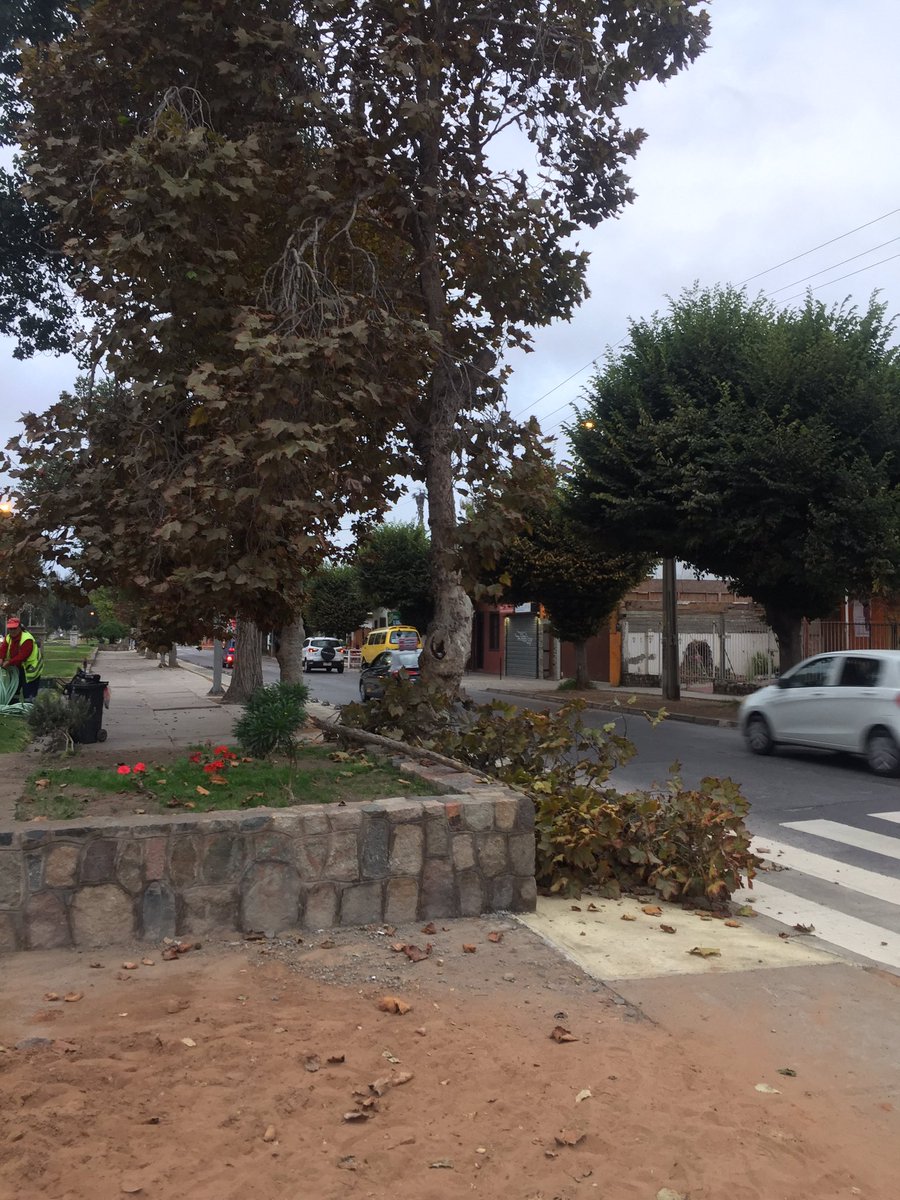 FMonroyMusic's tweet photo. Buen día !! Estaba conduciendo con dirección a a un evento y casi me cae esta rama de árbol encima de mi vehículo🤨 imagínense le cae a un ciclista @MiRadiols https://t.co/rmSDhmvSQc