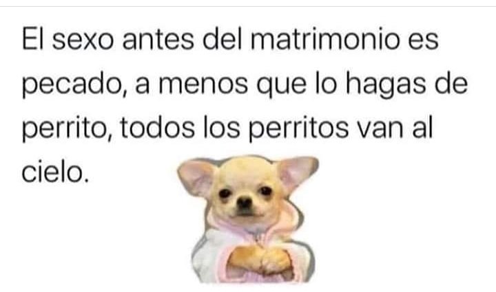 1justjenny1's tweet photo. Buenos días 🐕🐕🐕 https://t.co/7trs8BnLS0