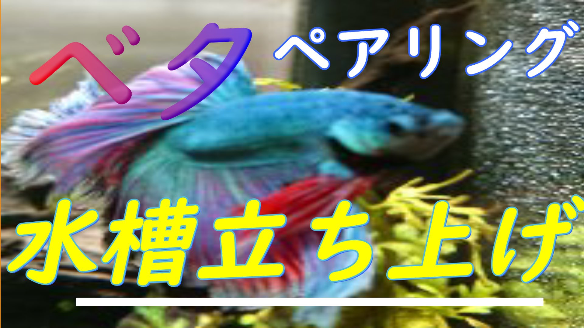 تويتر フロリダバス 少し低浮上となります على تويتر チャレンジ ベタの繁殖にチャレンジ T Co Xcuwtukvmb アクアポニックス水槽のベタ君に お見合いをさせ 新居の水槽を立ち上げました 是非ご視聴下さいね アクアリウム ベタ 繁殖 水槽