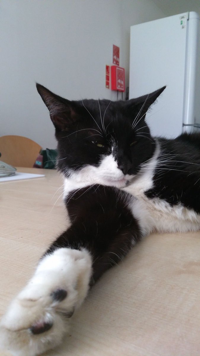 UniKentShelly's tweet photo. You know that we have a postgrad cat @Unikent, right? A few years ago, he made me start a FB page for him. We crowdsource most of the pics, but all of the writing is strictly Gandalf’s. Give him a follow and he’ll bestow academic blessings upon you: https://t.co/cdoDK3Xn2W https://t.co/4bpdwBXxzl