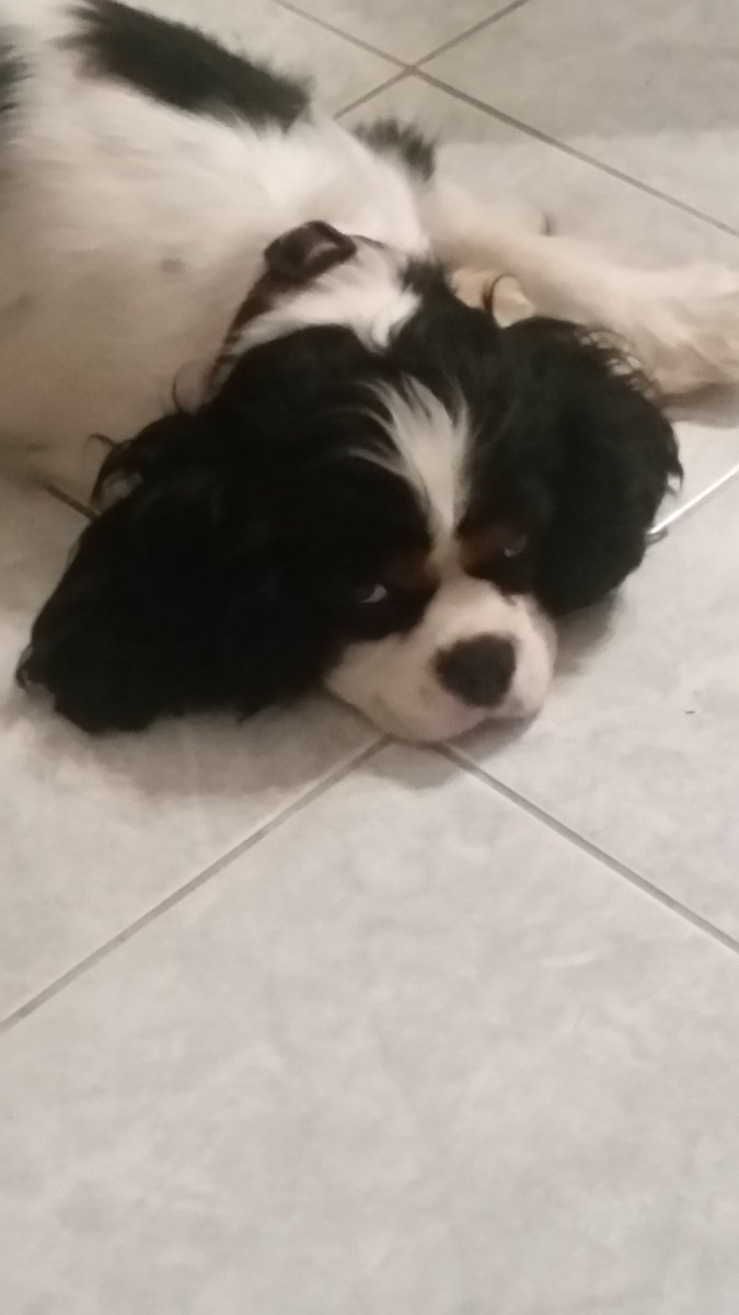 echo_cavalier's tweet image. I was nominated to do the 7 day challenge by @AceJoines , just pets no captions and no peeps. Today I nominate @guidedogsRus 
Day 2 of 7