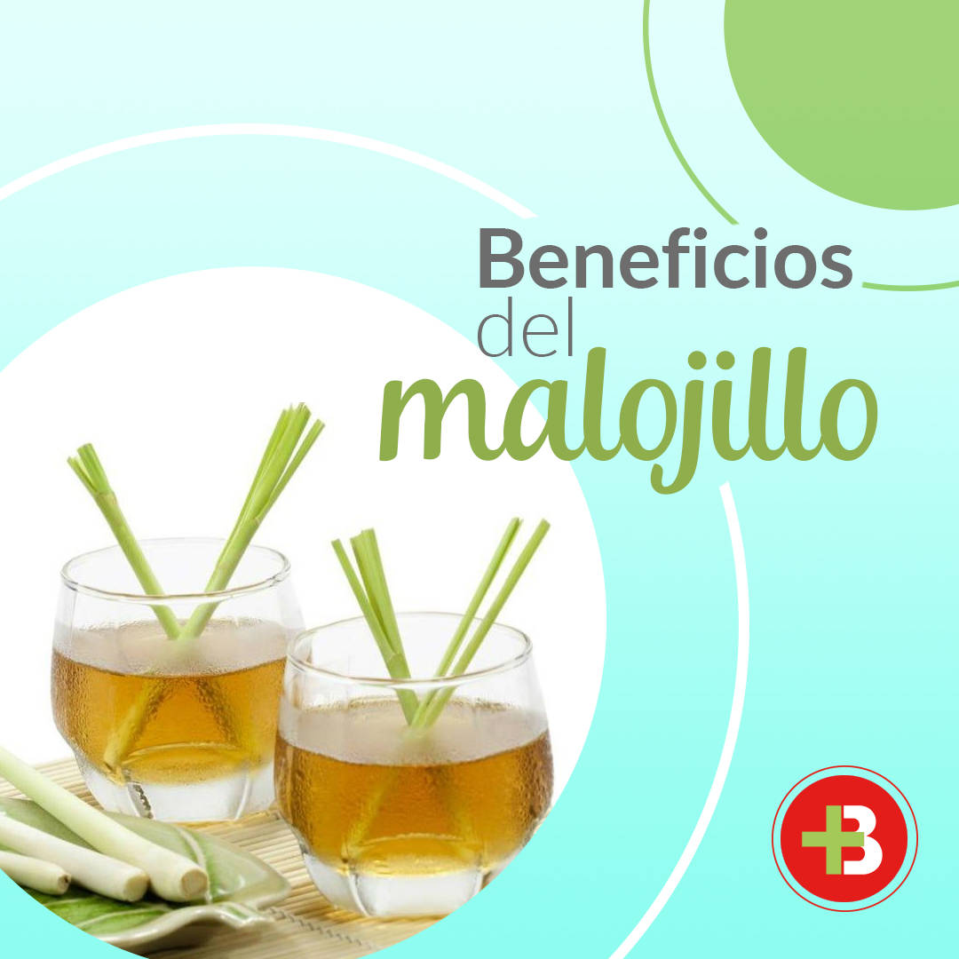Botiqueria's tweet photo. El #Malojillo es una #PlantaMedicinal con muchos beneficios para la #Salud: combate hongos y bacterias, actúa como protector gástrico, previene el cáncer, alivia el dolor de cabeza, funciona como antihipertensivo, es antiinflamatorio, estimula sistema nervioso central. #BotiTips https://t.co/A3OyimMOqT
