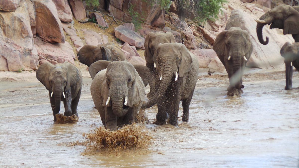 Elephant-Human Relations Aid tweet media