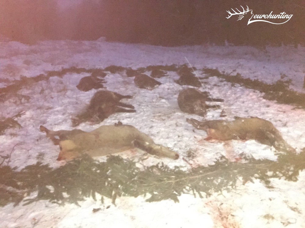 eurohunting's tweet photo. #Terelővadászatok 2019/2020, #Riegeljagden 2019/2020, #Drivenhunts 2019/2020 https://t.co/HgJeRzhQwP
