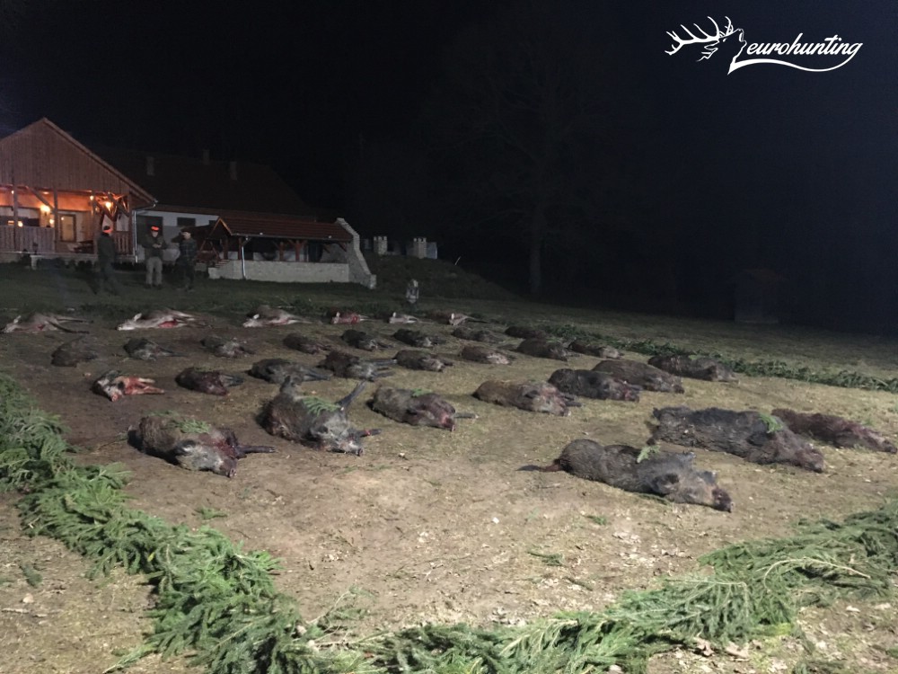 eurohunting's tweet photo. #Terelővadászatok 2019/2020, #Riegeljagden 2019/2020, #Drivenhunts 2019/2020 https://t.co/HgJeRzhQwP