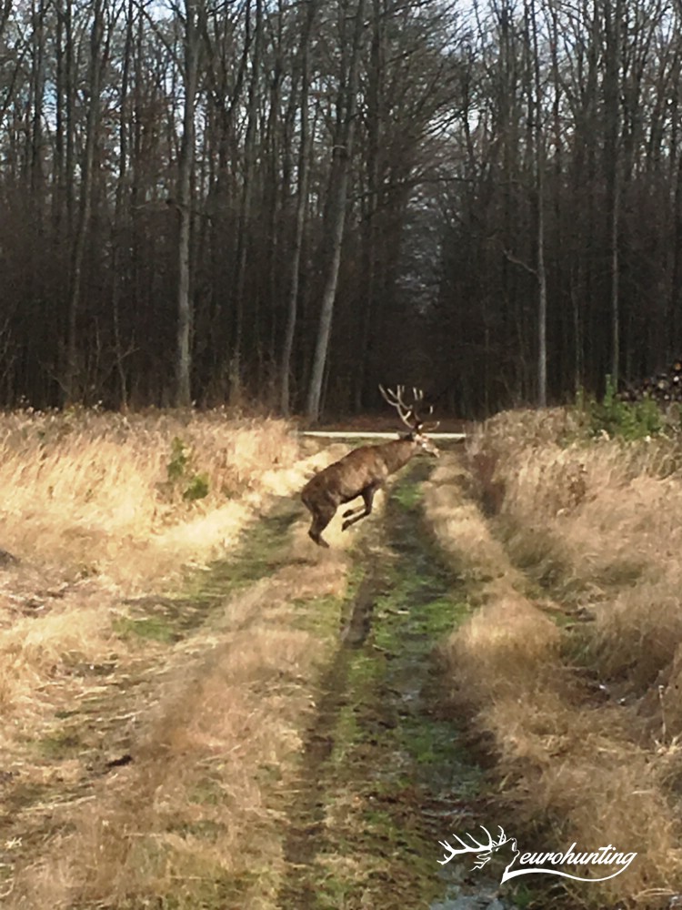 eurohunting's tweet photo. #Terelővadászatok 2019/2020, #Riegeljagden 2019/2020, #Drivenhunts 2019/2020 https://t.co/PN1SFUWolx