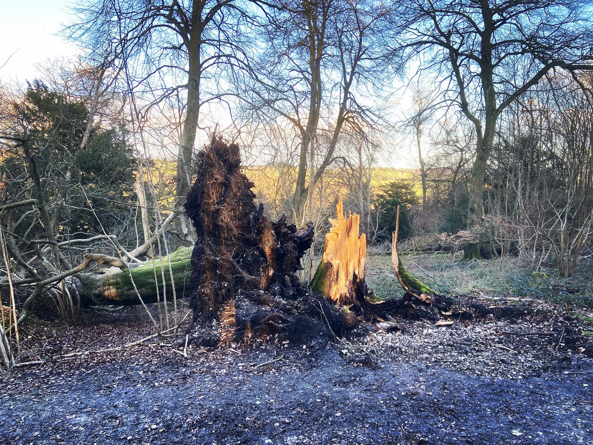 NaturalNav's tweet photo. I could smell this before I saw it. A massive beech that had many bracket fungi near its base for years. The rot was too much for the last storm. And yes it did point from SW -> NE. #outdoorclues #wildsigns #naturalnavigation https://t.co/PeVvrBiJwj