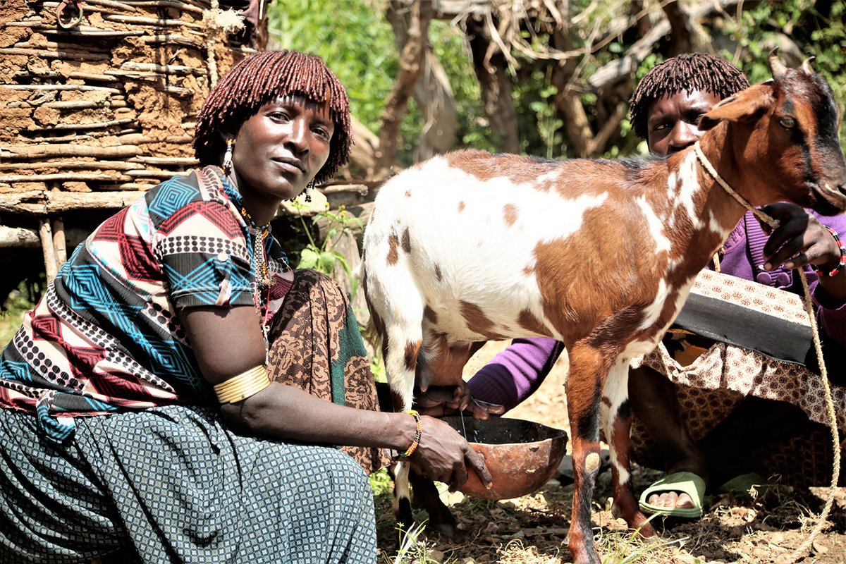 FarmAfrica's tweet photo. Changes in climate are making it difficult for women to overcome poverty. Discover how our Livestock for Livelihoods project, funded by @DFID_UK @UKAidDirect, is empowering women in Uganda and Ethiopia in the face of disease and drought. #IWD2020 

https://t.co/iURhgTvbrH https://t.co/EWpw2SJ70b