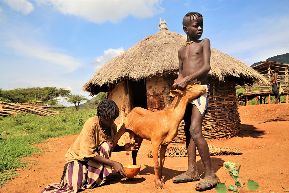 FarmAfrica's tweet photo. Changes in climate are making it difficult for women to overcome poverty. Discover how our Livestock for Livelihoods project, funded by @DFID_UK @UKAidDirect, is empowering women in Uganda and Ethiopia in the face of disease and drought. #IWD2020 

https://t.co/iURhgTvbrH https://t.co/EWpw2SJ70b