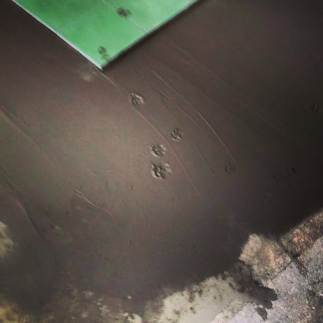 berry_construct's tweet image. Fur goodness sake! You've got to be kitten me! We're feline really disappointed to find this cat-astrophe. We really wish the pawpatrator would have pawsed to consider their actions befur clawsing all this damage #catstagram #houseproject #steatham #berryconstruction
