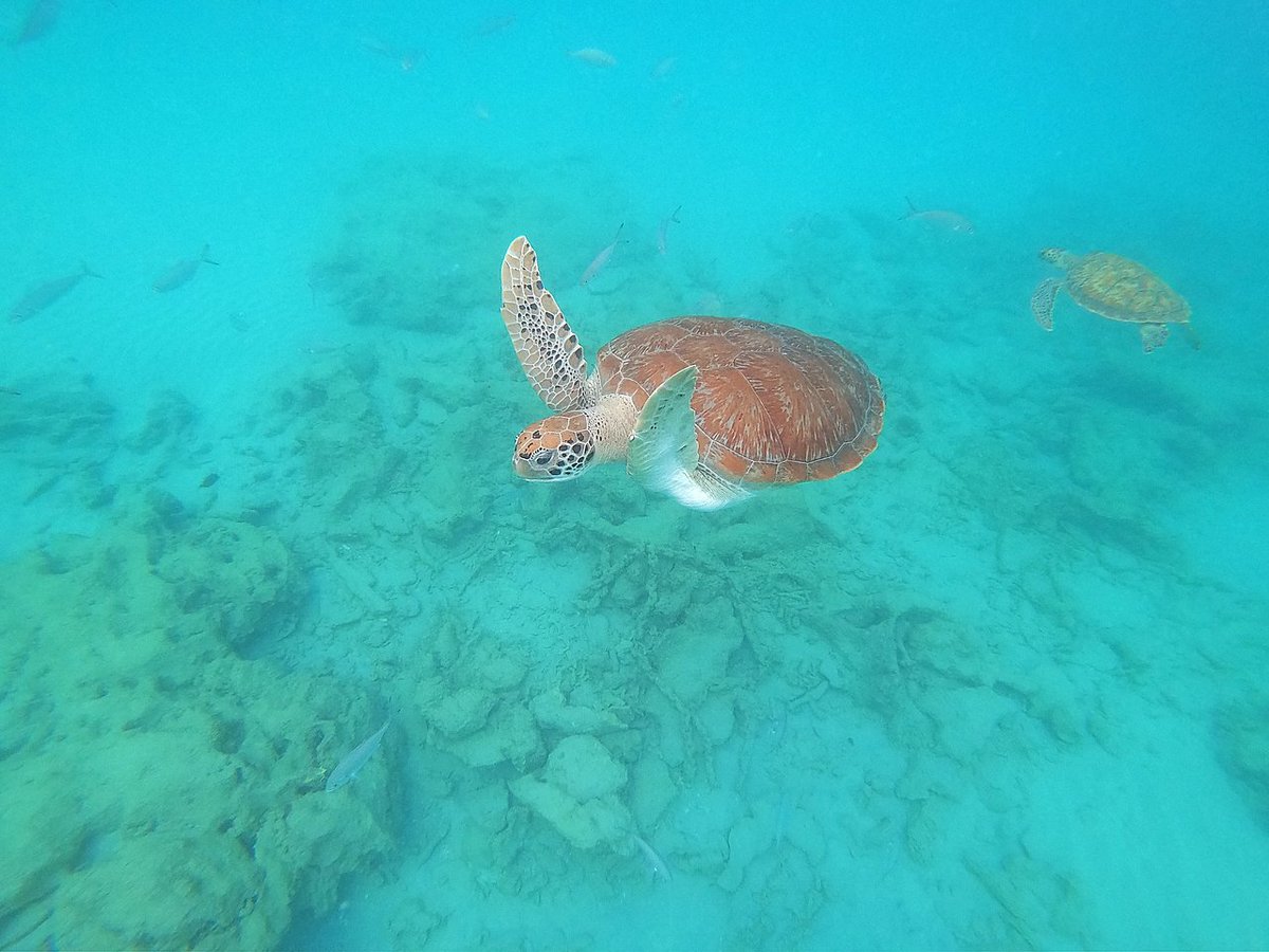 Warrenyachting's tweet photo. Amazing day on the water #review

We spent a week on Barbados, which is amazing. That being said, our day with Seaduced was most definitely the highlight of our stay... (Jan 2020)

Keep reading: https://t.co/cHEFySo5CG https://t.co/NE3FZYqnuh