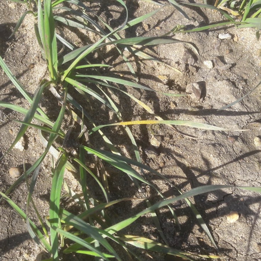 trialsbloke's tweet photo. 1st signs of Yellow Rust spotted at the @SyngentaCropsUK Beeswax Trials site near Newark. 

Looks like it could be a yellow rust year after all! 

By the way... have I ever mentioned how good Elatus Era is at controlling the stuff!? 🤔  

https://t.co/fiLMIVQQ5Q https://t.co/wcNAIjv4iE
