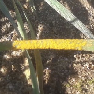 trialsbloke's tweet photo. 1st signs of Yellow Rust spotted at the @SyngentaCropsUK Beeswax Trials site near Newark. 

Looks like it could be a yellow rust year after all! 

By the way... have I ever mentioned how good Elatus Era is at controlling the stuff!? 🤔  

https://t.co/fiLMIVQQ5Q https://t.co/wcNAIjv4iE