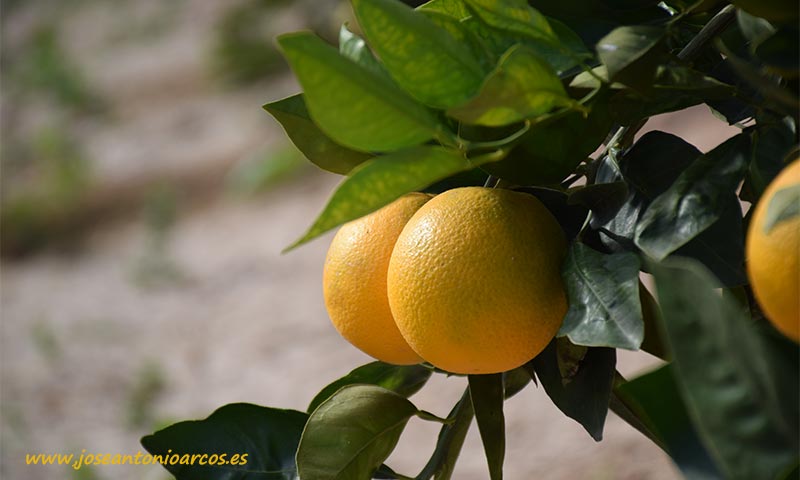 Khalatea's tweet photo. 🆙🆕Koppert ensaya un hongo para el control del ´greening´en #cítricos🍊🍋🌳
https://t.co/xrs0KHhEBK
    🌱@KOPPERT_ES 🌱
#agricultura
#investigacion 
#citrus 
#agronomia https://t.co/Hk8jTgMYQf