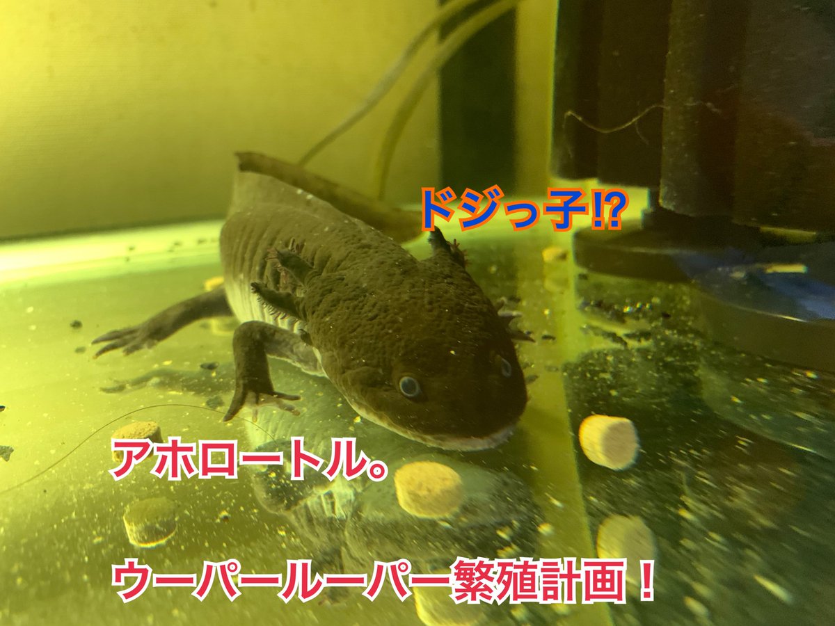 ウーパールーパー飼育 ウーパールーパー飼育