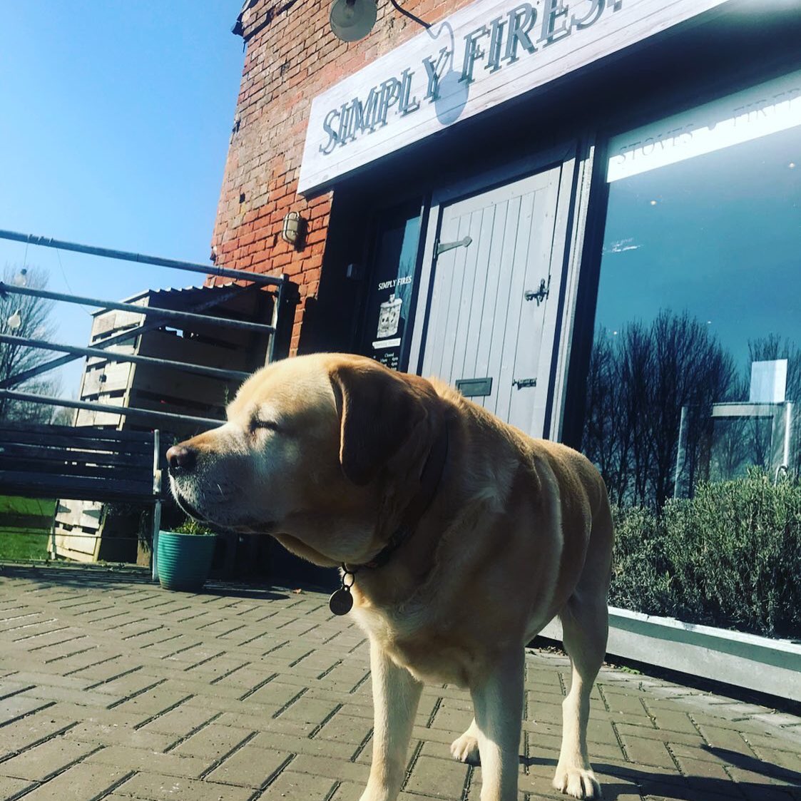 Simply_Fires's tweet photo. That feeling when you get that first bit of spring sunshine ☀️ - after what feels like months of rain #sunsout #shropshire #springiscoming #dogsoftwitter https://t.co/kxHL4AFlYG