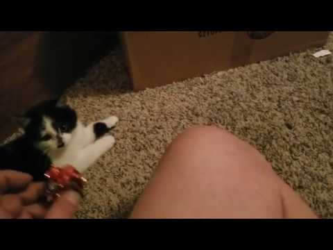MeowMoeDotCom's tweet photo. Cute Kitten Plays Fetch with owner
 
#Cats #Cat #Kittens #Kitten #Kitty #Pets #Pet #Meow #Moe #CuteCats #CuteCat #CuteKittens #CuteKitten #MeowMoe
 
#CatPlaysFetch #CatVideos #CuteCat #CuteCatsVideos #CuteKittensVideos
 
https://t.co/PyPAlXK0YC
 
. https://t.co/iBilIlPIt6