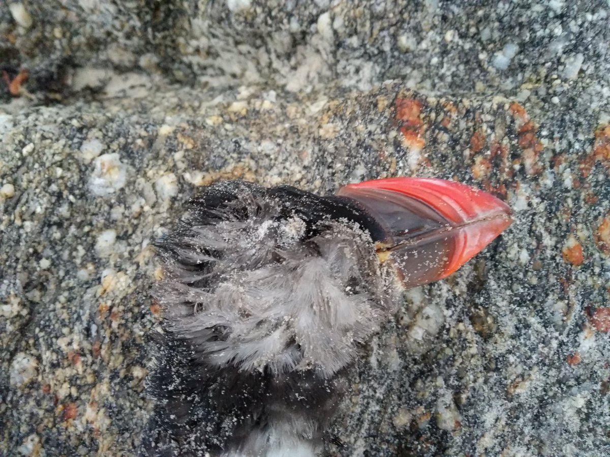 ⚠️MÁXIMA DIFUSIÓN❗️
🔴 Más de 1⃣5⃣0⃣ aves marinas ya han aparecido cubiertas por un posible hidrocarburo en la costa de Galicia.
🔴 Se trata de especies MUY AMENAZADAS❗️
🔴¿Qué está manchando y matando aves en Galicia y cómo puedes ayudar?
seo.org/2020/03/06/que…