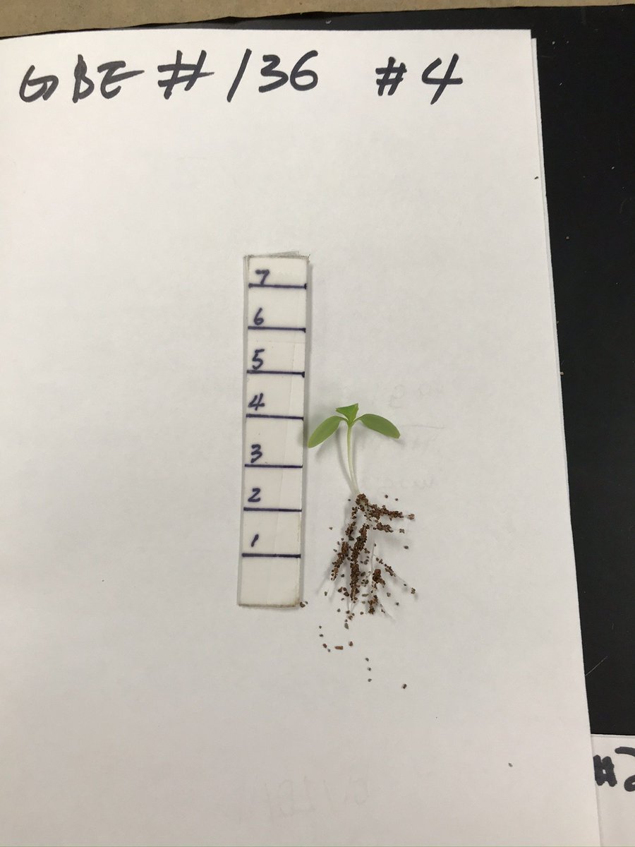 ftc10309's tweet photo. Jefferson MS @THEPACK2019 Space farmers preserved 8 stronger seedings🌱of GBE1, 136, 140&amp; 141; observed the root of weaker ones on Culling Day(D9_Trial 2). Added 20% less water compared to Trial 1. @GrowBeyondEarth @FairchdChallnge @NASAedu @MidlandPS @FIRSTweets #growbeyondearth https://t.co/Ev1pVhdjwa