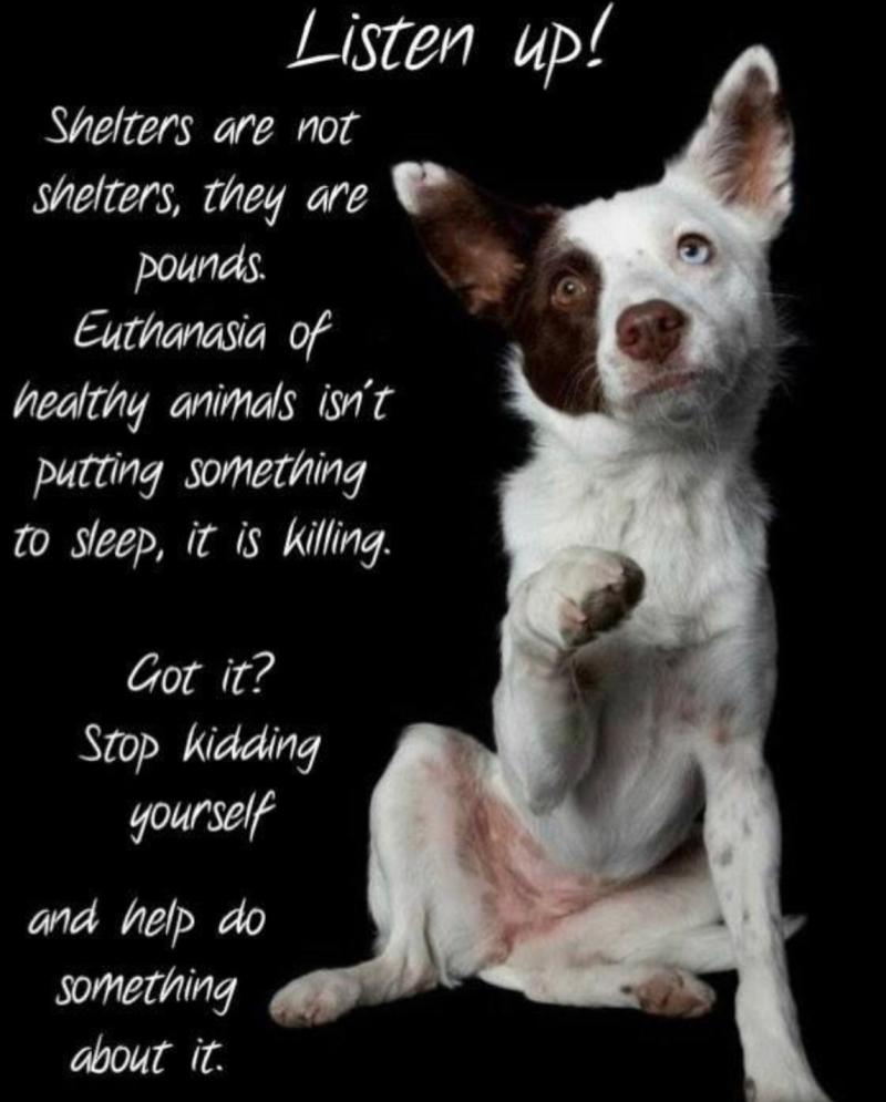 SupportPets's tweet photo. @KeithOlbermann @nomoreafterme @TomJumboGrumbo WHY ARE WE ALLOWING WITH EYES CLOSED #Animal
"#shelters" MURDER IN THE #USA TEN THOUSAND INNOCENT #Pets #Dogs #Cats #Animals EVERY SINGLE DAY! "LUNA DIES SATURDAY FOR BEING TOO ACTIVE" WHERE IS ACCOUNTABILITY FOR THESE MURDERS! WHY WE ALLOW IT TO CONTINUE TO HAPPEN! #Gottostop! https://t.co/nDY8CPqgop