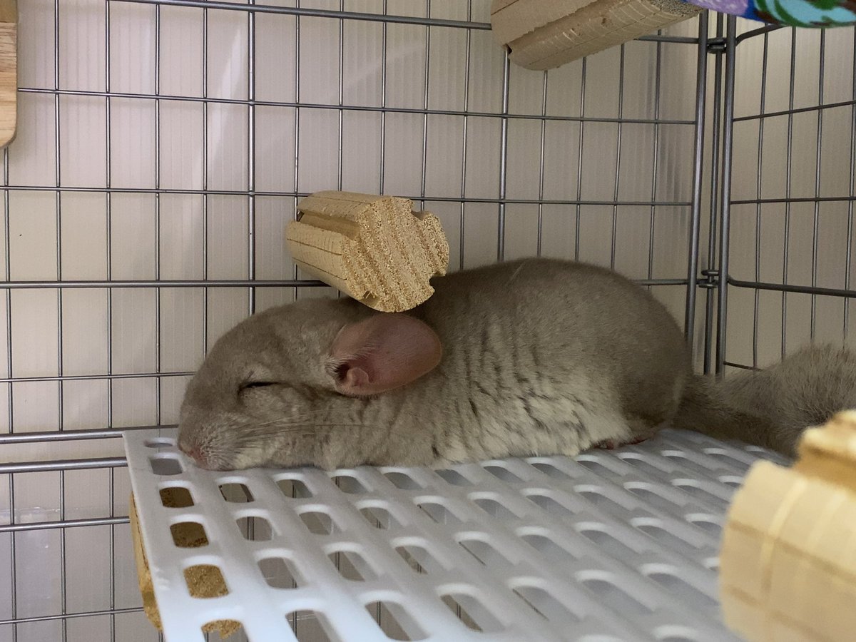 AggChin's tweet photo. なぜそこで寝る？🧐  #チンチラ #chinchilla  #チンチラベビー https://t.co/RTpDXJEaiU