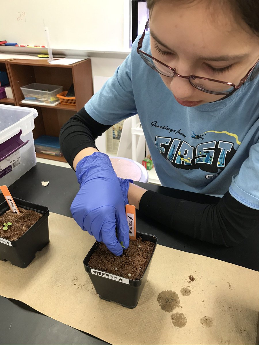 ftc10309's tweet photo. Jefferson MS @THEPACK2019 Space farmers preserved 8 stronger seedings🌱of GBE1, 136, 140&amp; 141; observed the root of weaker ones on Culling Day(D9_Trial 2). Added 20% less water compared to Trial 1. @GrowBeyondEarth @FairchdChallnge @NASAedu @MidlandPS @FIRSTweets #growbeyondearth https://t.co/Ev1pVhdjwa