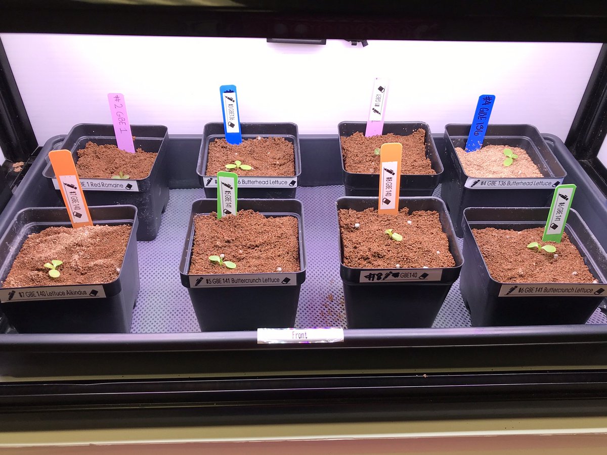 ftc10309's tweet photo. Jefferson MS @THEPACK2019 Space farmers preserved 8 stronger seedings🌱of GBE1, 136, 140&amp; 141; observed the root of weaker ones on Culling Day(D9_Trial 2). Added 20% less water compared to Trial 1. @GrowBeyondEarth @FairchdChallnge @NASAedu @MidlandPS @FIRSTweets #growbeyondearth https://t.co/Ev1pVhdjwa