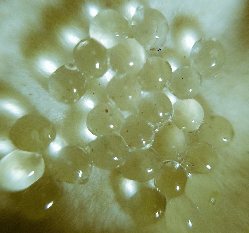 ナメクジ捜査網 チャコウラナメクジの卵 実物はほぼ無色透明です T Co Mwitm1kalv Twitter