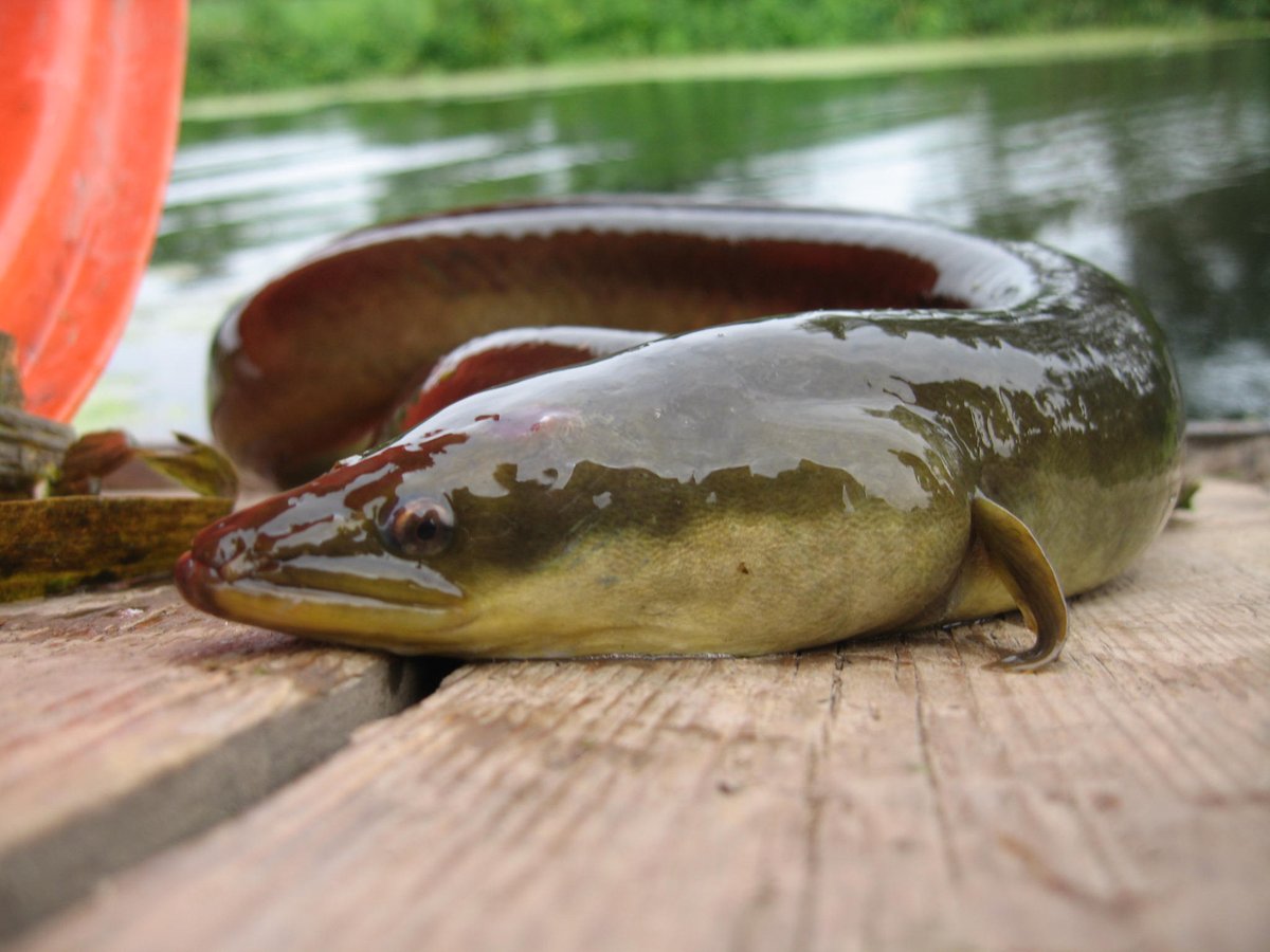 Our Fisheries specialist, Jez Wood, is giving a talk about the decline of the European Eel and our efforts to protect the species. 

It will be at Wenhaston Village Hall on March 12th at 7.30pm.

More details here: suffolkwildlifetrust.org/events/2020-03…

<a href="/suffolkwildlife/">SuffolkWildlifeTrust</a> #suffolk #eels
