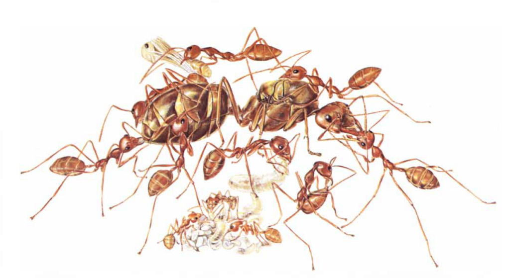 ants853's tweet photo. Weaver Ants and the calm before the storm https://t.co/McnofVErRs https://t.co/mKkR6LOwAA
