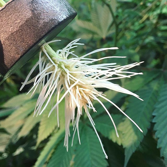 CapitalClones's tweet photo. Happy little trees 🌳🌳🌳 #rootporn #rootporn👀 #clone #roots #hydrocloner #aerocloner #capitalclones #cannabis #mmmp #michigancannabis #marijuana #plantpropagation https://t.co/1LlUkNe1Pu